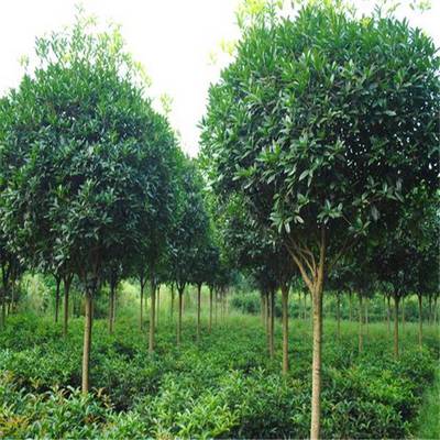 大葉女貞 綠化工程中的優(yōu)選景觀樹(shù)苗
